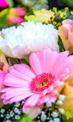 Hoa cẩm tú quỳnh – loài hoa đẹp nhất tháng 9 này tỏa hương