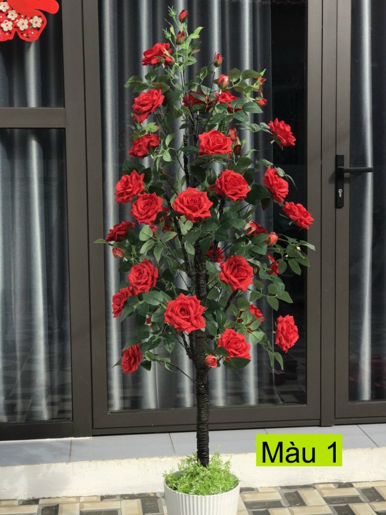 Cây hoa hồng xoăn giả – Cao 1,6 mét