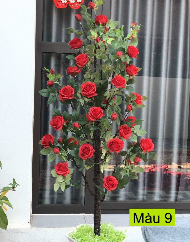 Cây hoa hồng giả – Hồng Ý cao 1,6 mét