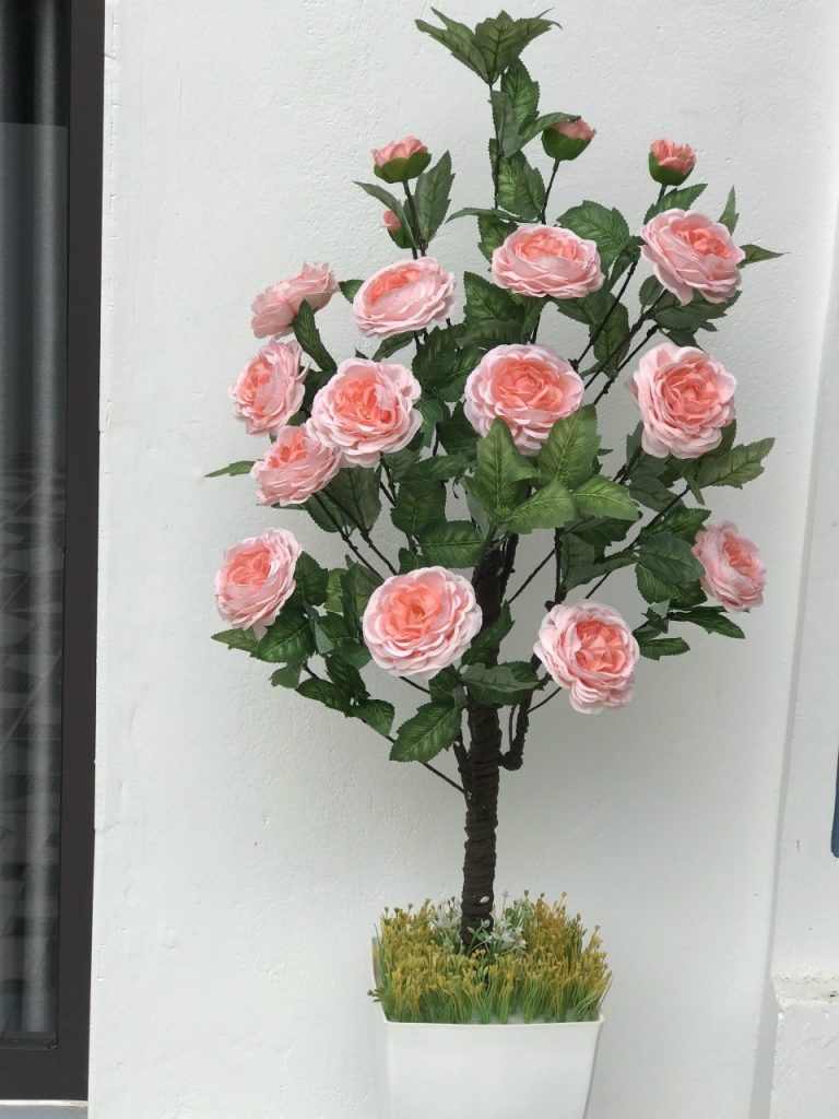 Cây hoa trà giả – Cao 1 mét