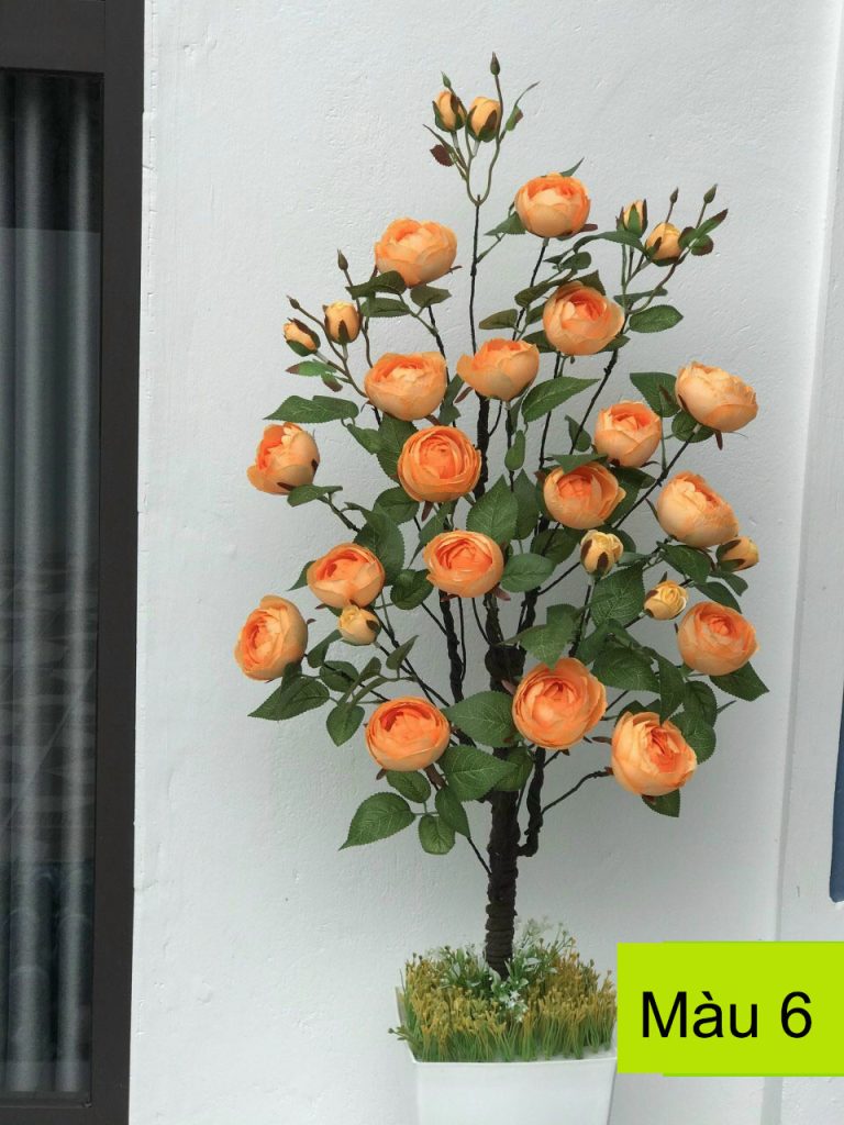 Cây hoa hồng trà 1 mét