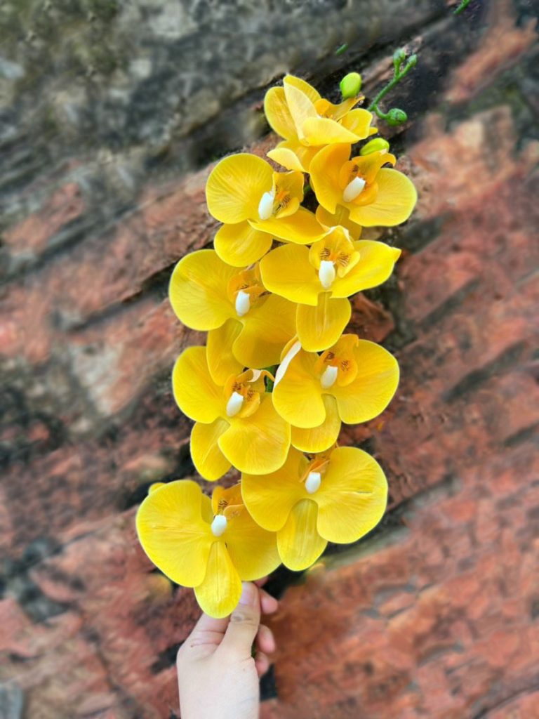Hoa lan ướt 9 bông thân đốm