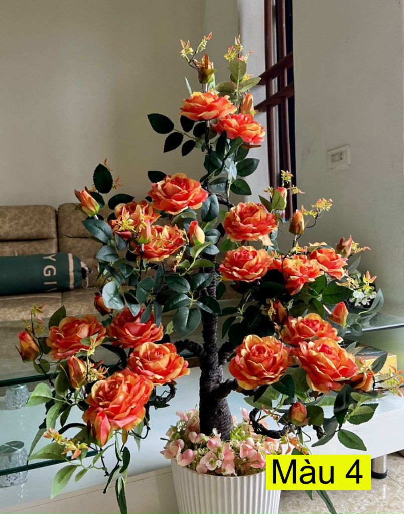Cây hoa hồng quý phi 1,1 mét