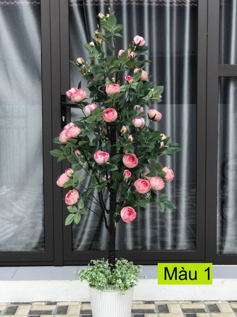 Cây hoa hồng trà 1,6 mét