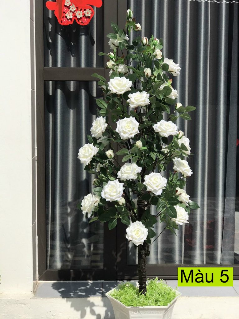Cây hoa hồng xoăn 1,6 mét