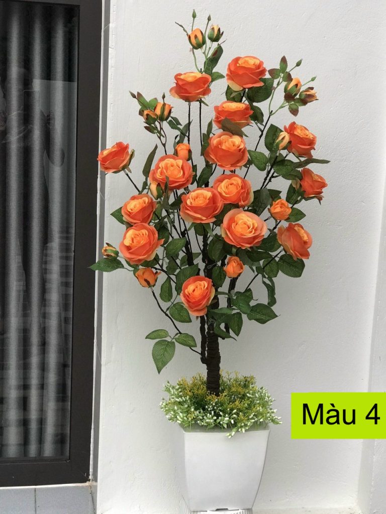 Cây hoa hồng ý 1 mét