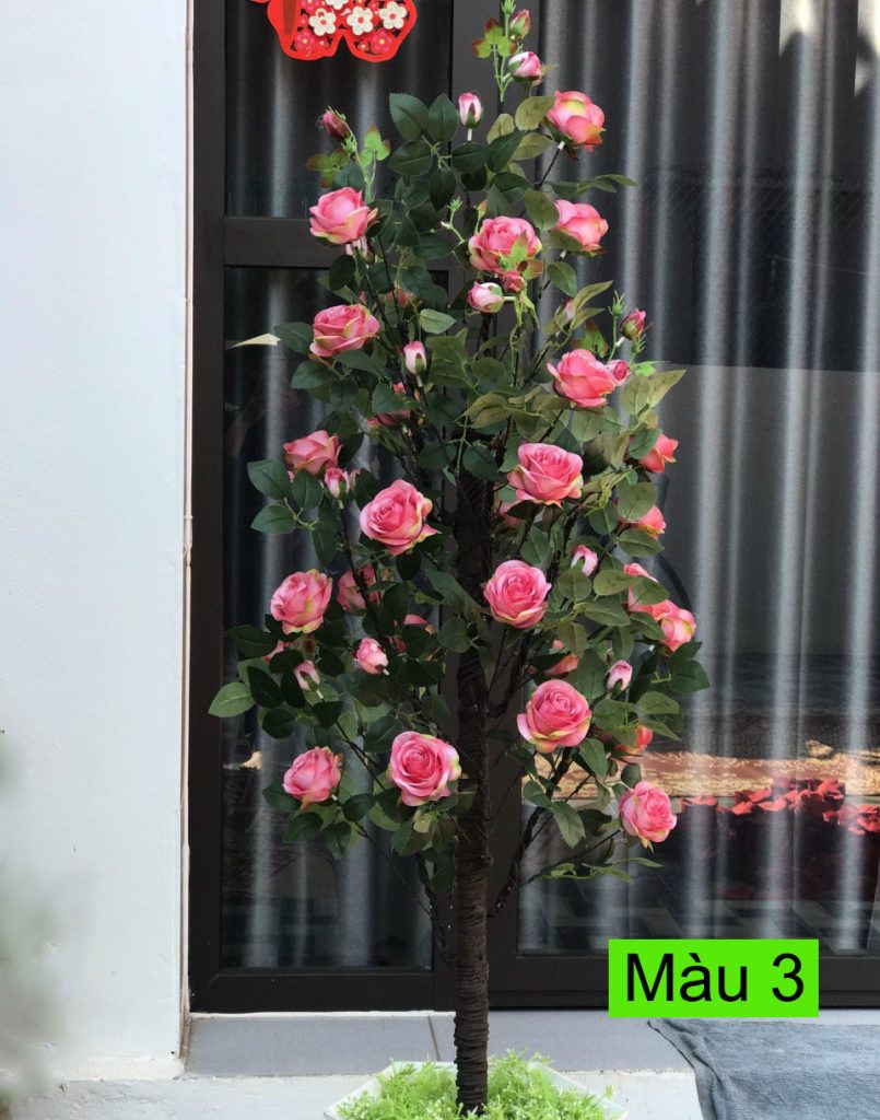 Cây hoa hồng ý cao 1,6 mét