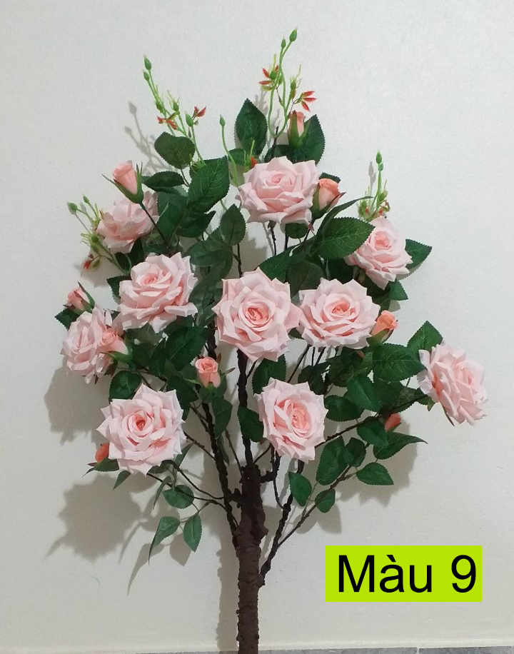 Cây hoa hồng xoăn 1 mét